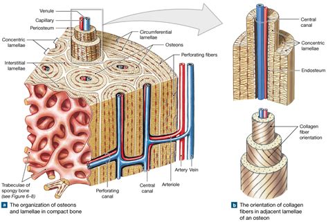 what is trabeculae made of